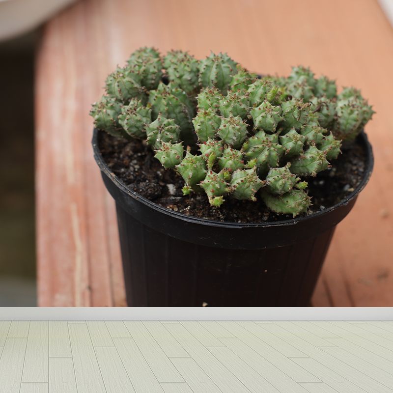 Green Plant Mural Wallpaper for Study Room Bedroom Home Decor, Personalized Size Available