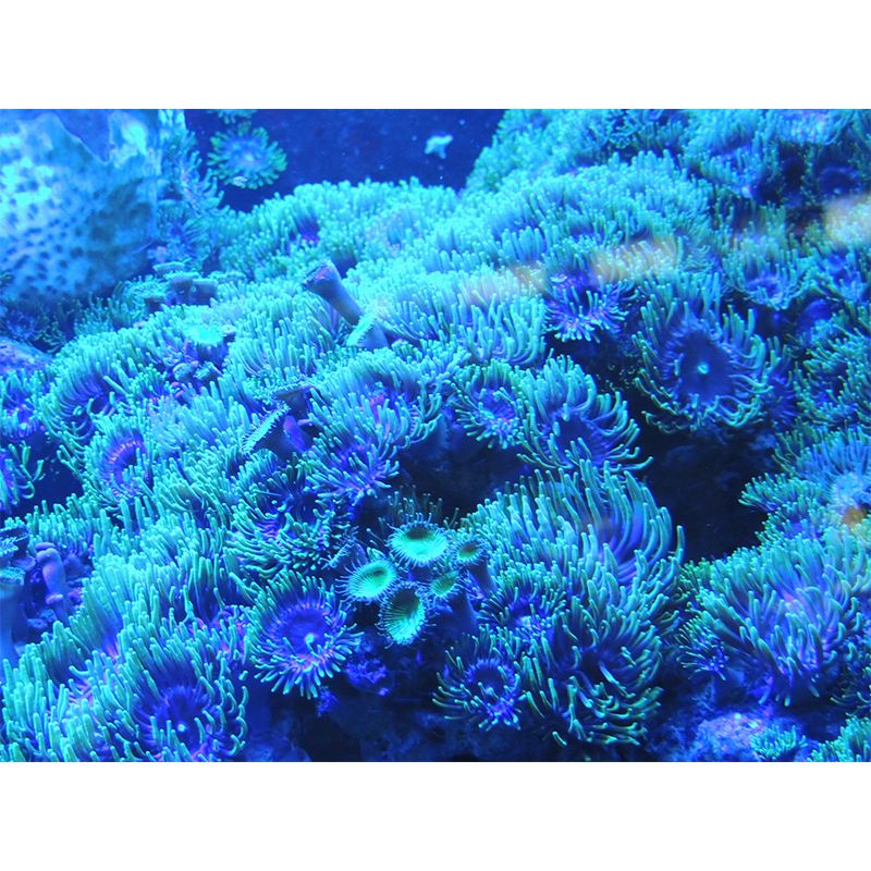 Underwater Pictures Mural Moisture Resistant Wall Decor for House Interior