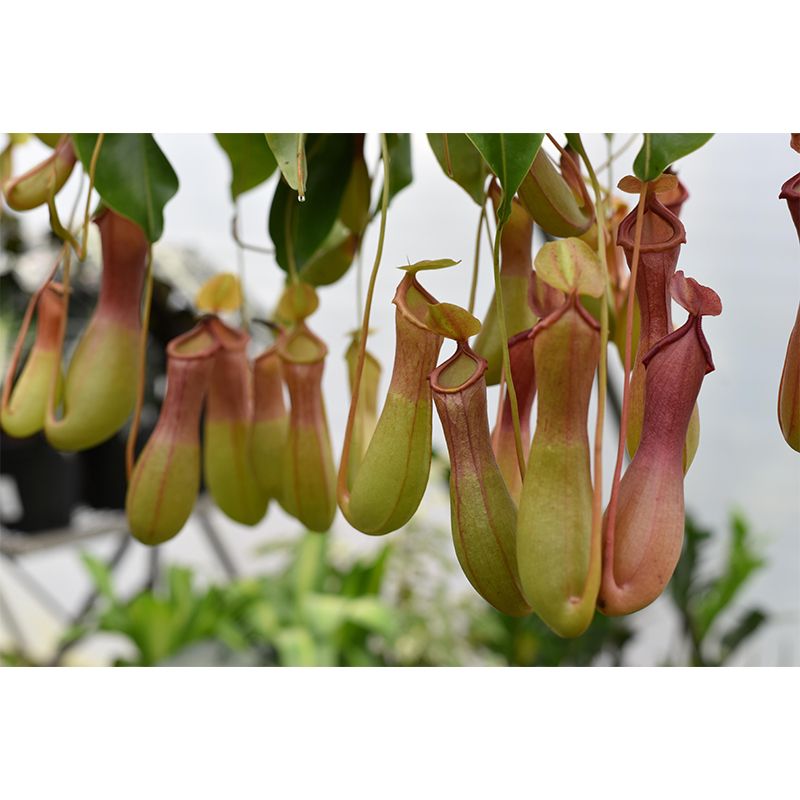 Contemporary Nepenthes Mural Environment Friendly Wallpaper for Living Room