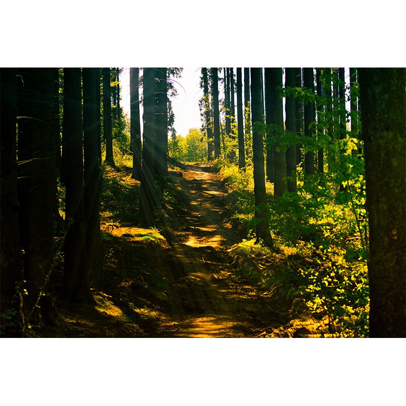 Forest Scenery Wall Mural Modern Home Decor for Sitting Room, Water Resistant