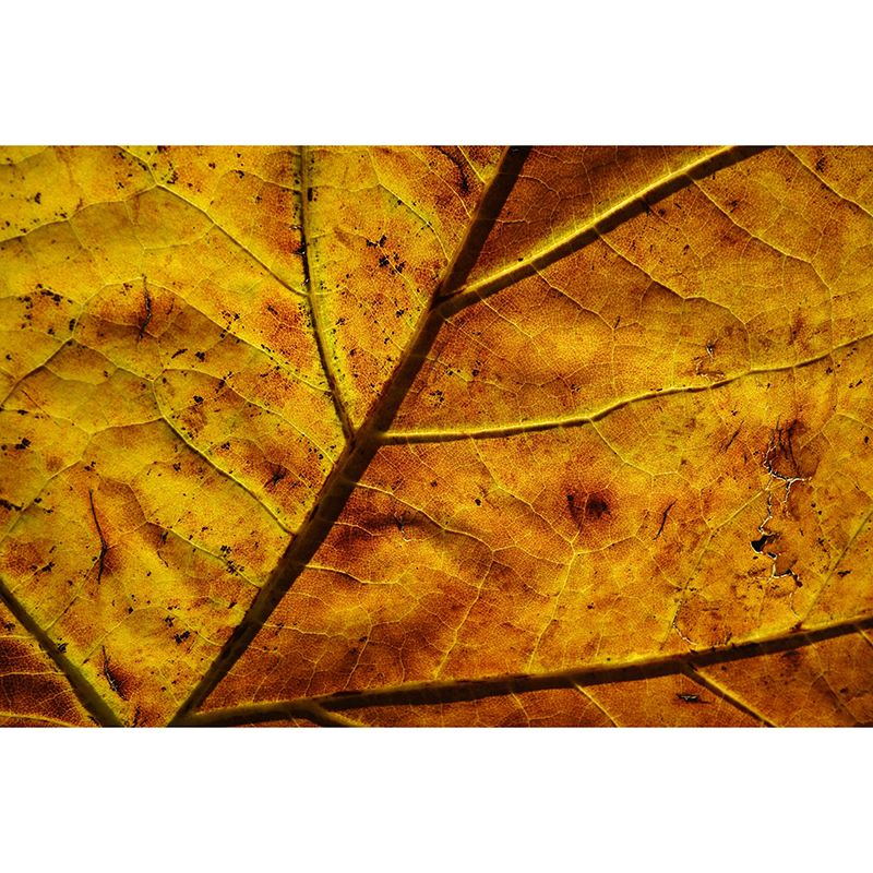 Plant Mural Wallpaper Leaf Surface Pattern for Reading Room Bedroom Wall Decor