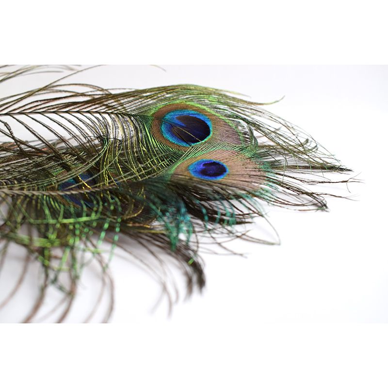 Tropical Peacock Feather Wall Mural Wallpaper Modern Water Resistant Wall Art for House Interior