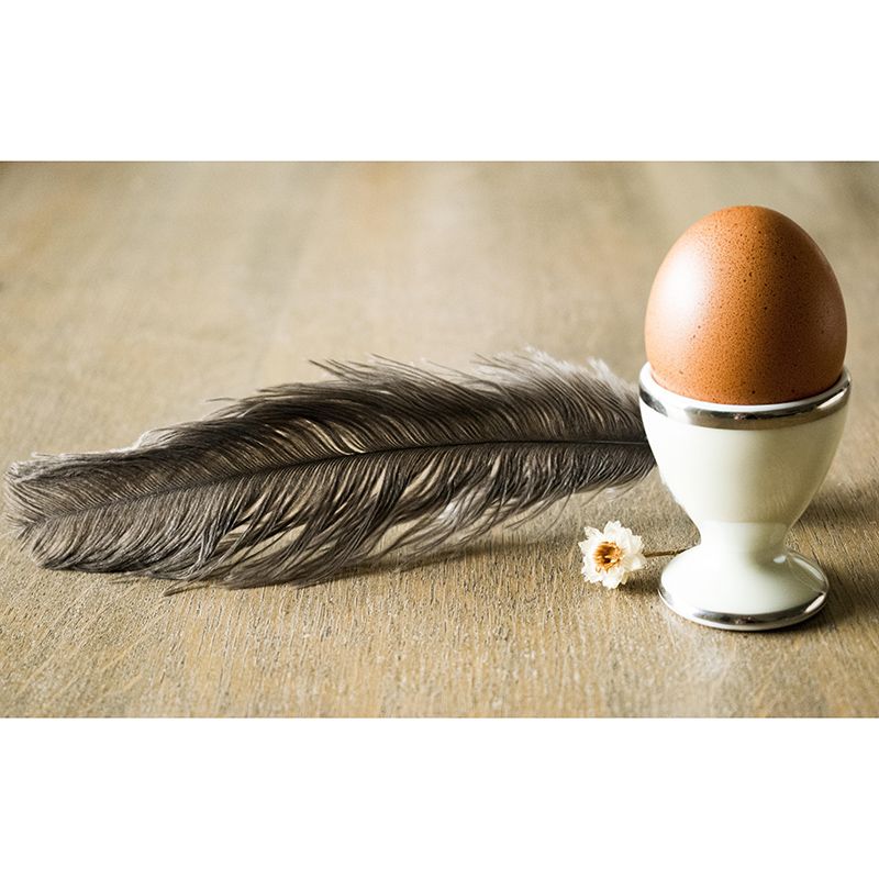 Mural Environment Friendly Bird Feather Mural Decorative Wallpaper for Living Room