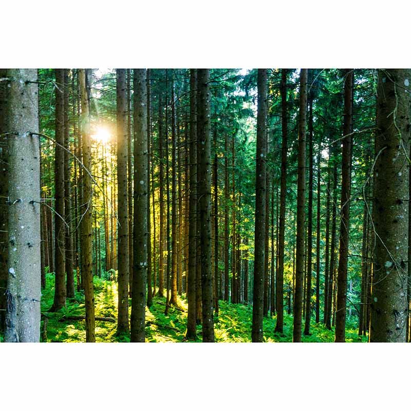 Mildew Resistant Wall Mural Wallpaper Forest Landscapes Pattern for Room