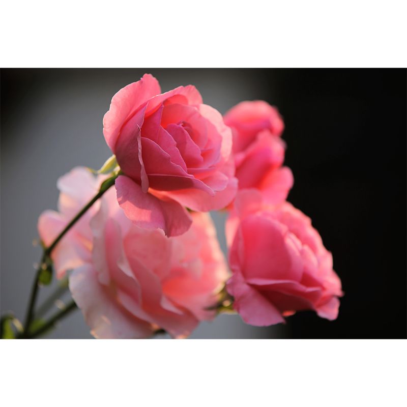 Bright Roses Mural Wallpaper Water-Resistant Wall Covering for Living Room