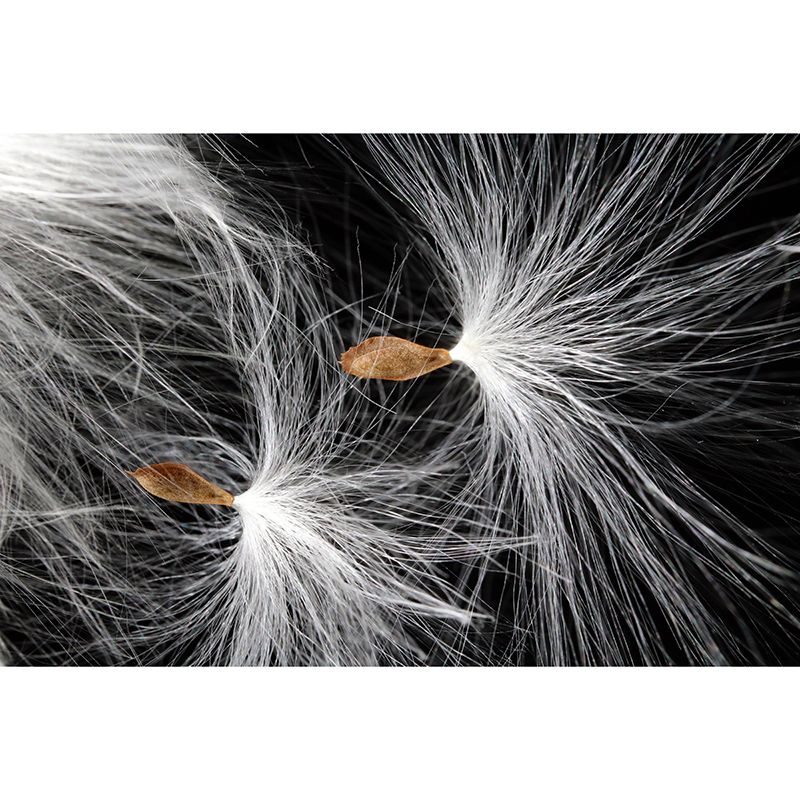 Simple Feather Wall Murals Contemporary Wall Art for Bedroom, Moisture Resistant