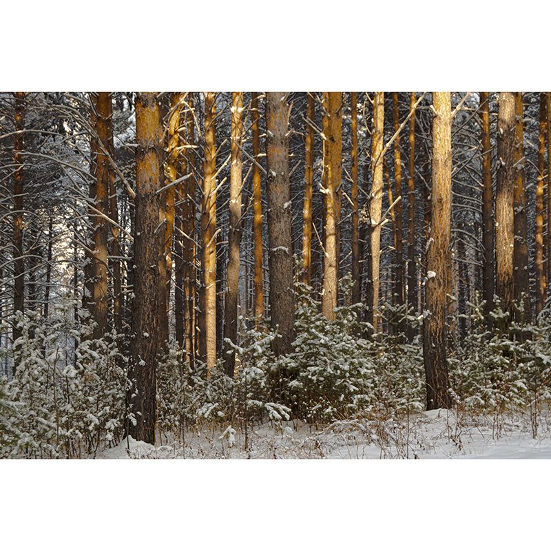 Winter Forest Landscape Mural Wallpaper for Home Decoration, Moisture Resistant