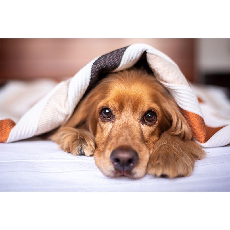 Horizontal Photography Cocker Spaniel Mural Stain Resistant Wall Art for Living Room