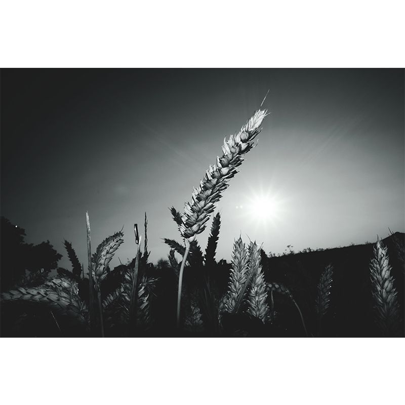 Soft Color Wheat Field Mural Wallpaper Decal Customized Modern Wall Covering for Bedroom