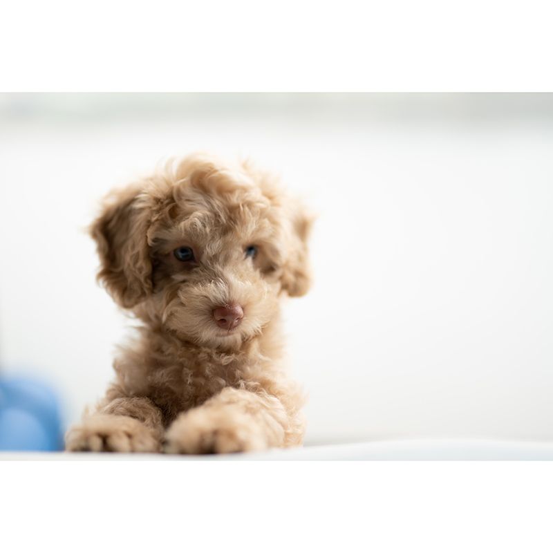 Washable Stain Resistant Mural Wallpaper Lovely Dogs Indoor Wall Mural