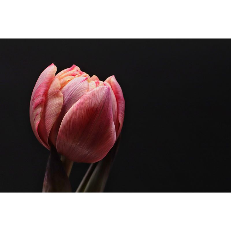 Photography Environment Friendly Mural Wallpaper Flowers Bedroom Wall Mural