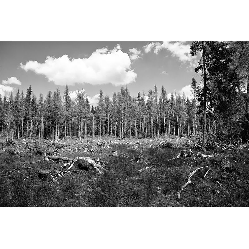 Dining Room Customized Decorative Murals Forest Wall Murals Wallpaper