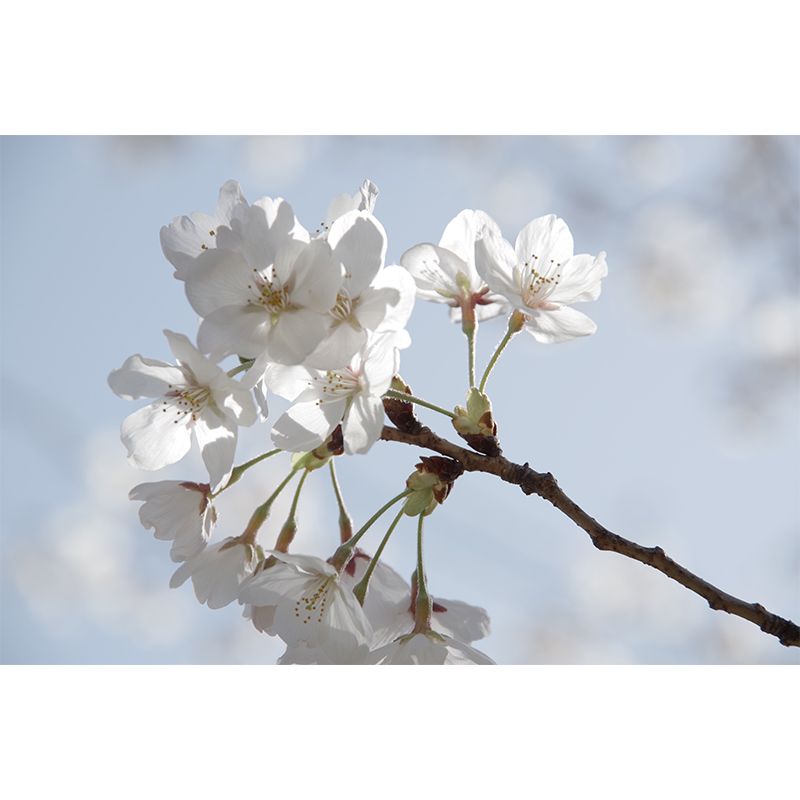 White Blossom Mural Wallpaper Moisture Resistant Modern Living Room Wall Covering