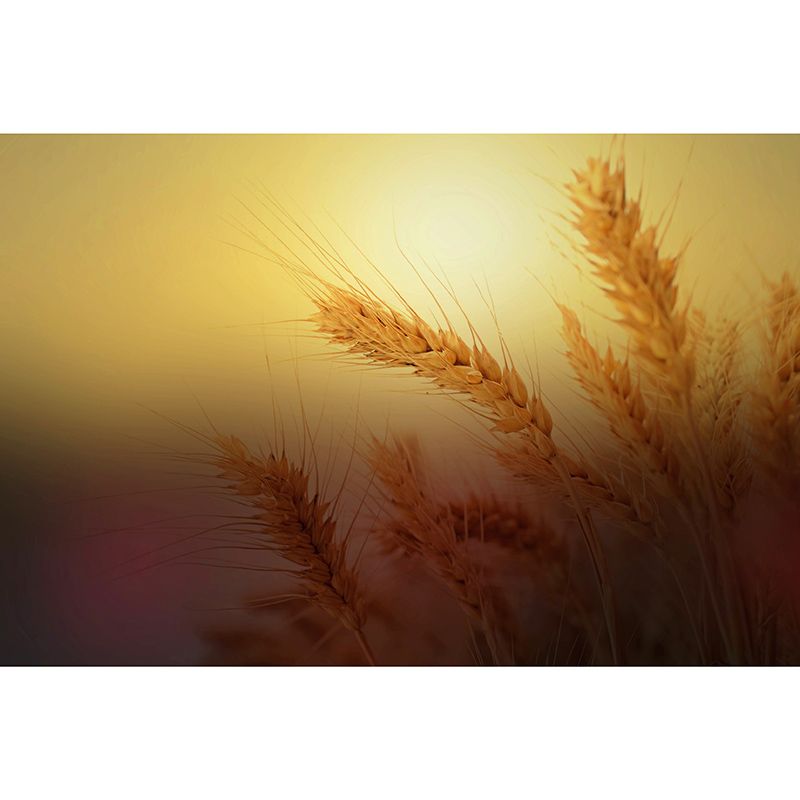 Photography Wheat Field Mildew Resistant Wallpaper Environmental Sleeping Room Wall Mural