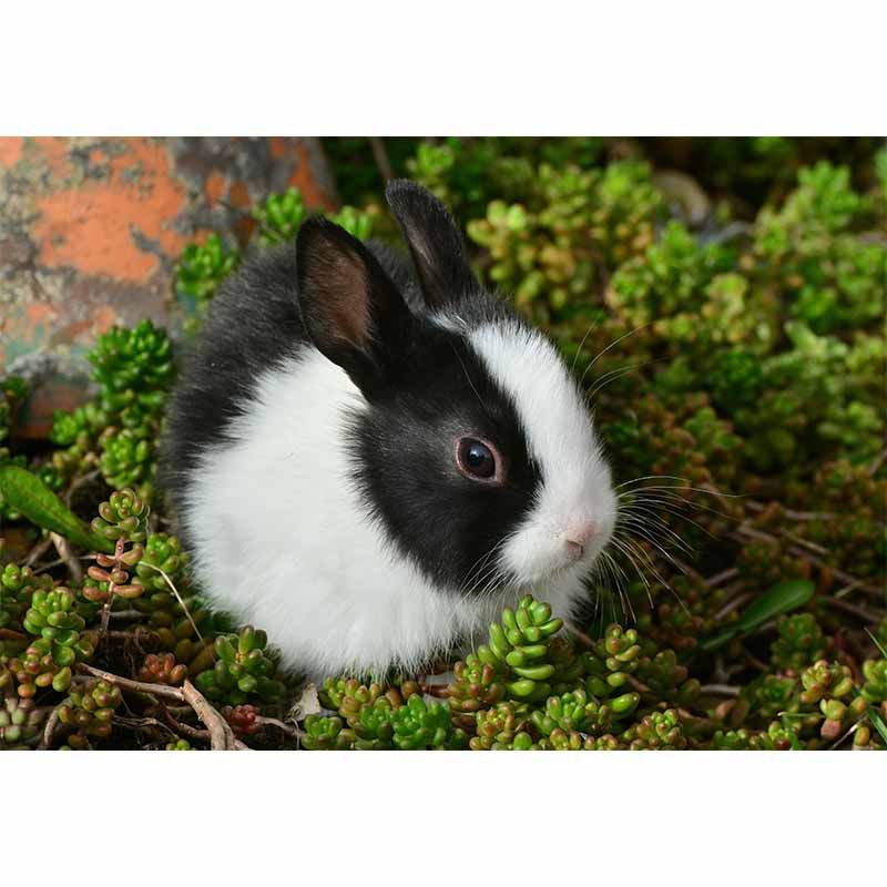 Customized Lovely Rabbit Mural Environment Friendly Wallpaper for Guest Room