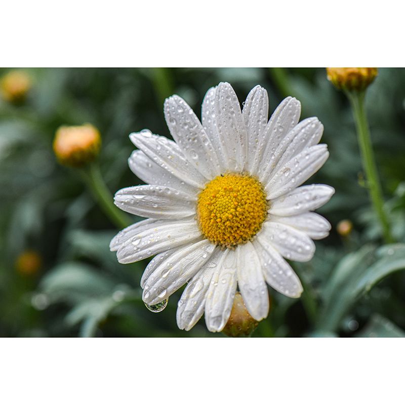 Chrysanthemum Mural Wallpaper Custom-Made Wall Covering for Bedroom Gust Room