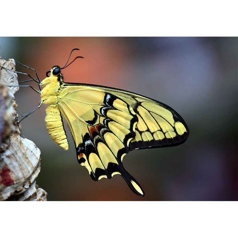 Customized Butterfly Wall Mural Wallpaper Horizontal Photography for Bedroom