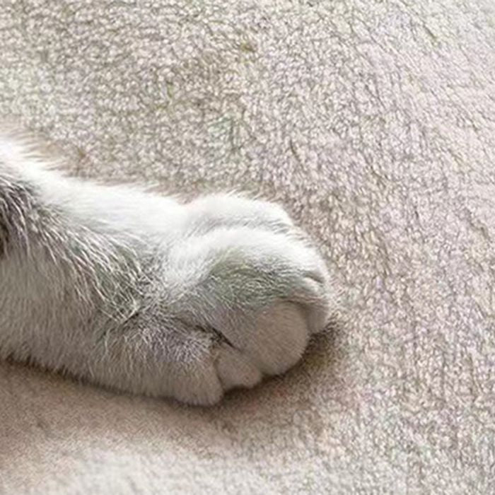 White Simple Rug Polyester Contemporary Carpet Non-Split Backing Area Rug for Indoor Room