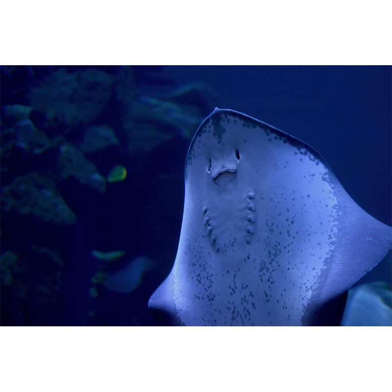 Photography Wall Mural Fish Patterned Living Room Wall Mural