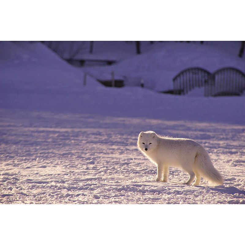 Contemporary Fox Mural Soft Color Stain Resistant Wall Art for Living Room