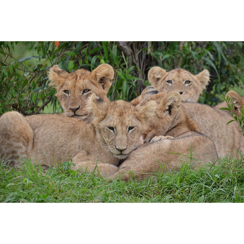 Modern Style Little Lion Mural Wall Decor Mildew Resistant Living Room Wall Mural Wall Art