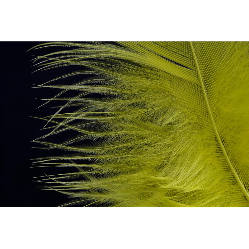 Feather Wall Mural Wallpaper Mildew Resistant Wall Covering for Bedroom