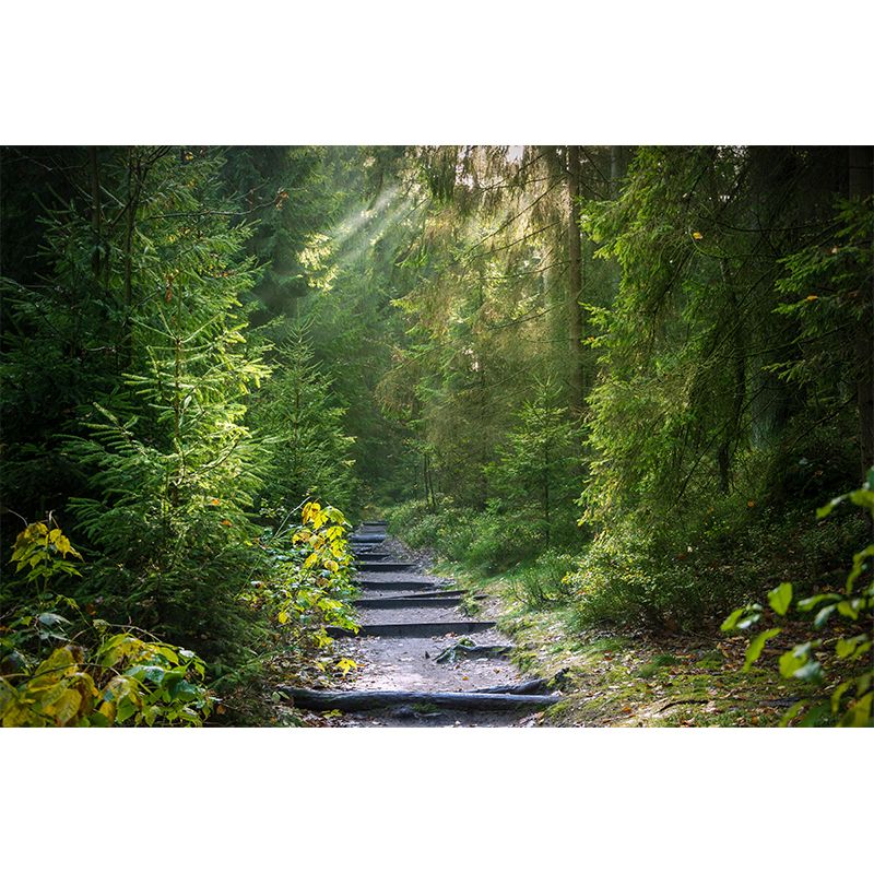 Forest Full of Spring Mural Wallpaper for Decoration Modern Living Room Wall Covering