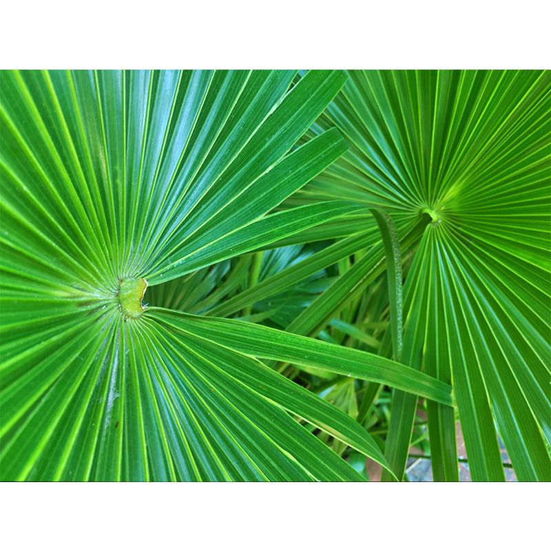 Alluring Wall Mural Tropical Plant Leaf Printed Drawing Room Wall Mural