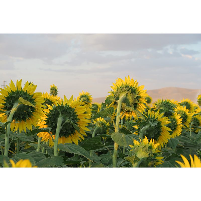 Blooming Sunflower Wall Mural Moisture Resistant Wall Decor for Bedroom