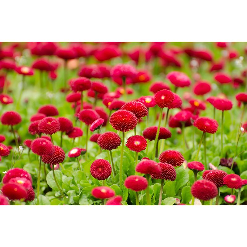 Customized Contemporary Flowers Mural Mildew Resistant for Sitting Room Bedroom