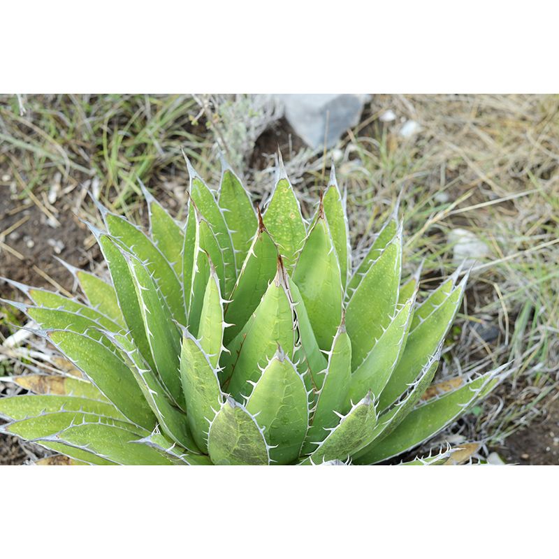 Tropical Plants Mural Wallpaper Moisture-Resistant Wall Covering for Bedroom