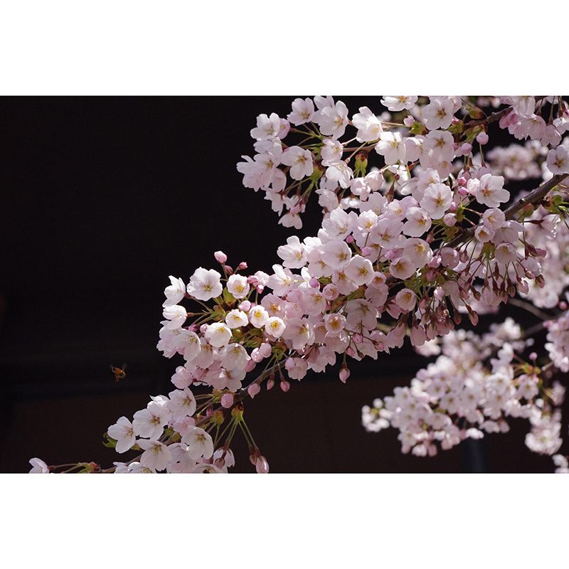 Washable Stain Resistant Wall Mural Wallpaper Flowers Sitting Room Wall Mural