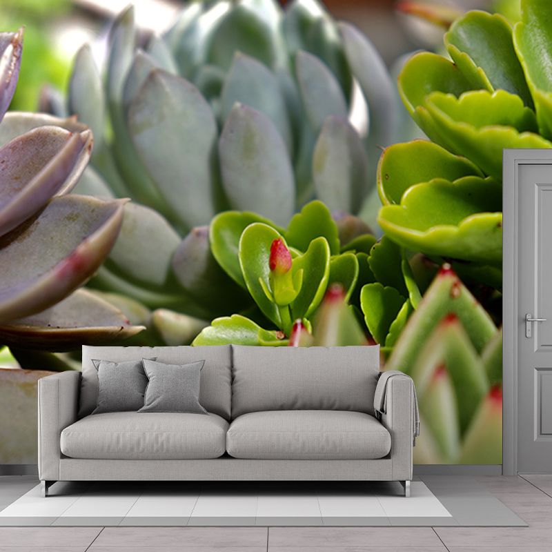 Succulent Plant Mural Wallpaper Personalized Size Wall Covering for Study Room