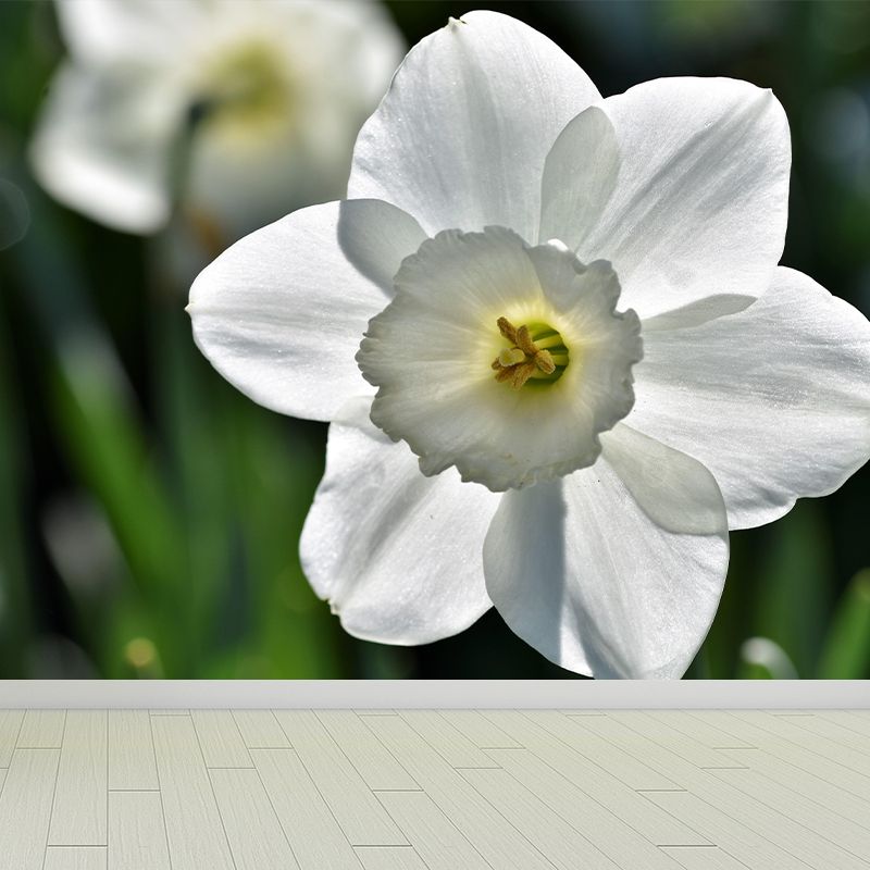 Daffodil Flower Wall Mural Photography Horizontal Modern Living Room Wall Covering