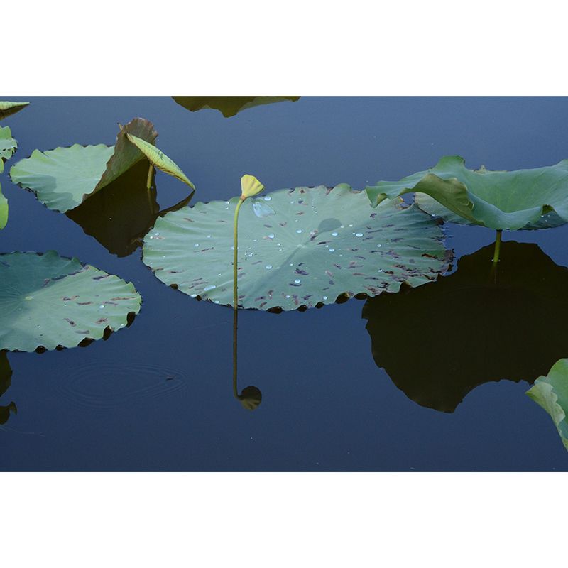 Lotus Leaf Wall Murals Contemporary Style Moisture Resistant Wall Covering