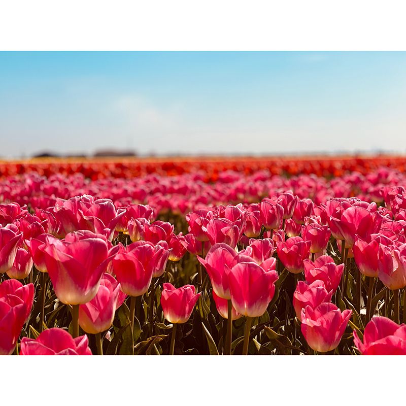 Photography Stain Resistant Mural Wallpaper Flower Field Living Room Wall Mural