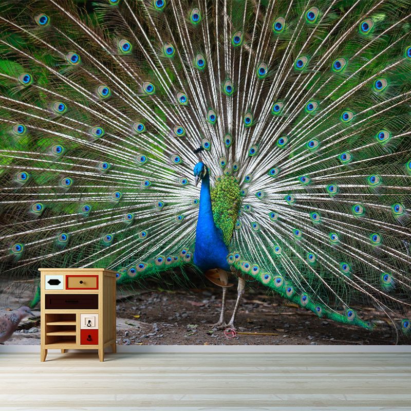 Haughty Peacock Mural Wallpaper Contemporary Style Wall Covering for Living Room