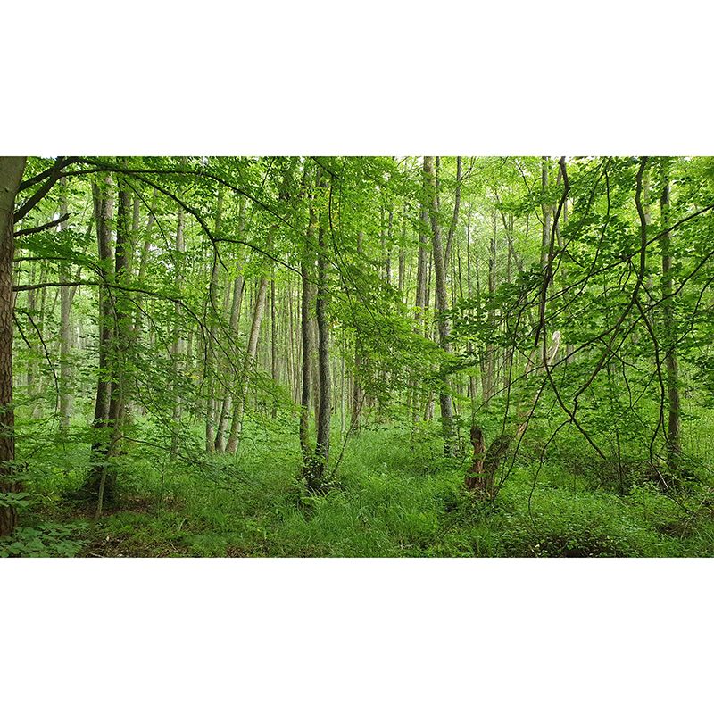 Environment Friendly Resistant Mural Wallpaper Quiet Forest Living Room Wall Mural