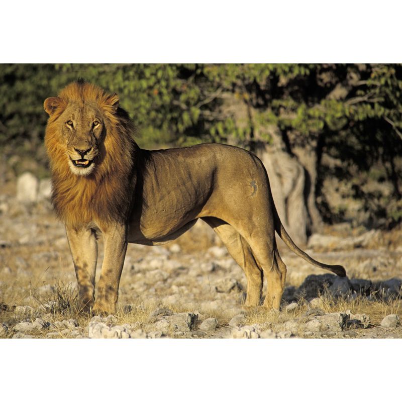 Whole Lion Wallpaper Mural Brown Non-Woven Cloth Wall Covering, Washable, Custom Print