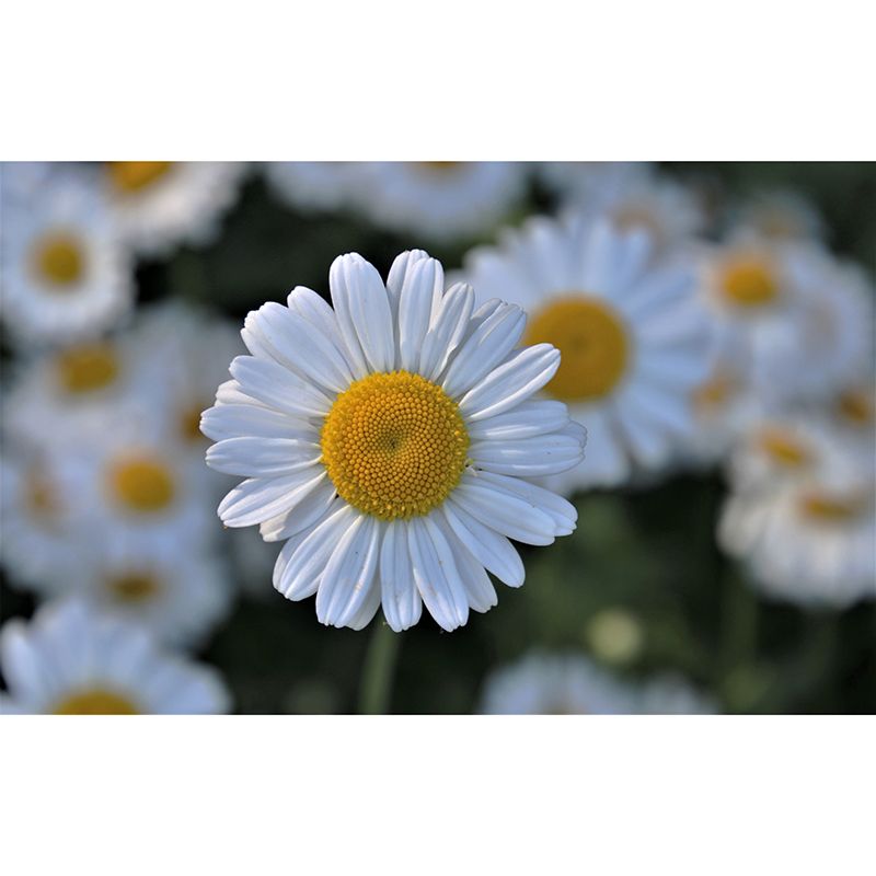 Blooming Flower Mural Modern Eco-friendly Wall Covering for Sitting Room