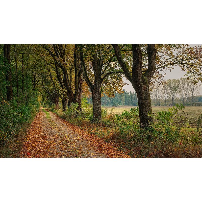 Photographic Summer Forest Mural Mildew Resistant Wall Decor for House Interior