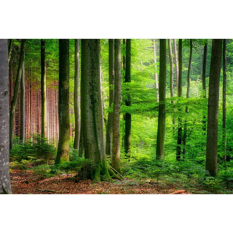 Forest Landscape Wall Mural Moisture Resistant Wall Decor, Personalized Size