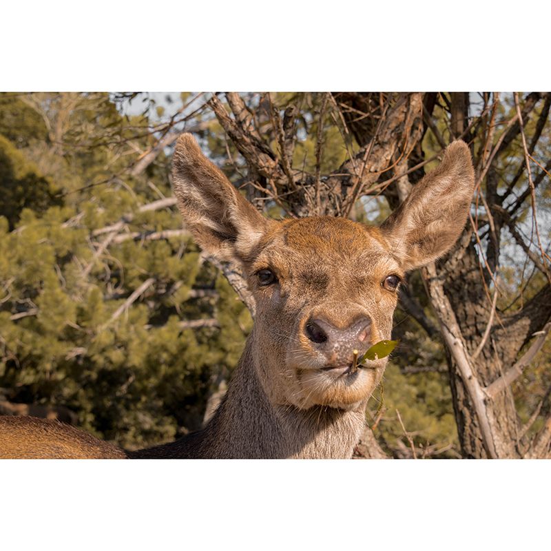 Deer Murals Moisture Resistant Classical Hallway Wall Decoration, Personalised Size