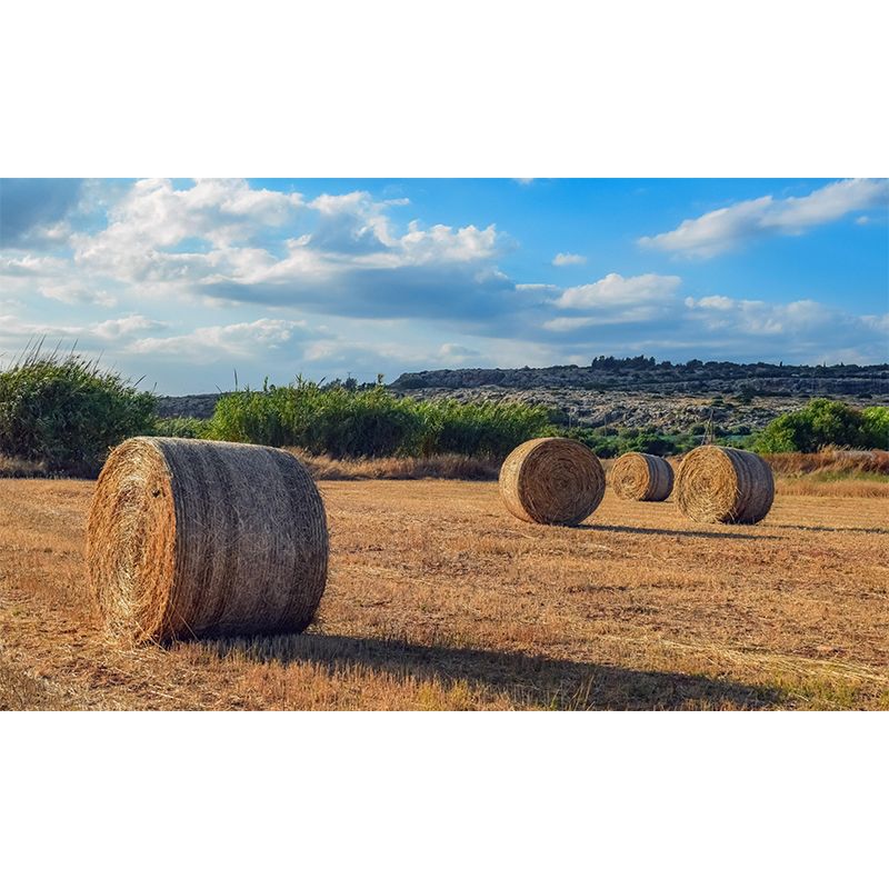 Contemporary Straw Bale Mural Wallpaper Moisture Resistant Living Room Wall Covering