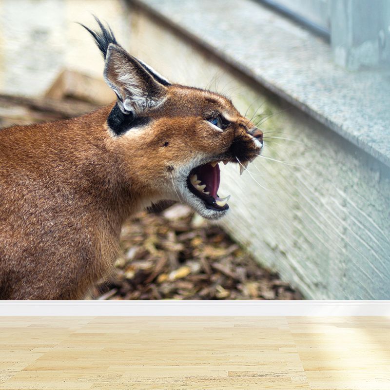 Fiercely Lynx Wall Paper Murals Contemporary Style Photography for Home Decor