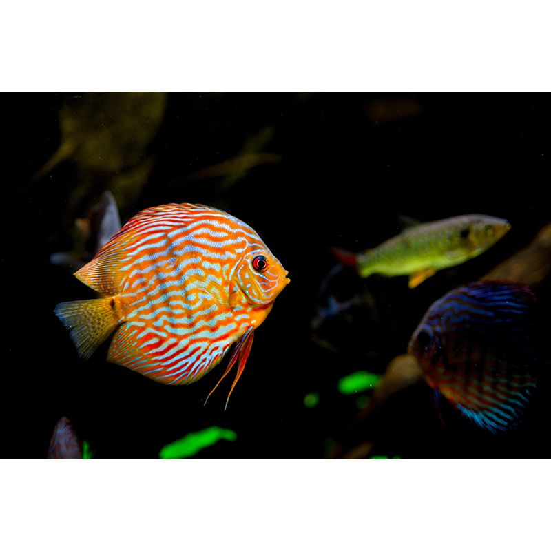 Tropical Creatures Seabed Mural Wallpaper for Living Room, Made to Measure