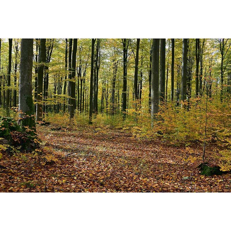 Crowded Forest Mural Wallpaper for Living Room Waterproofing Wall Covering, Made to Measure