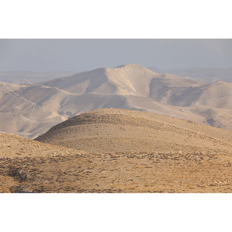 Desert Landscape Mural Modern Style Mildew Resistant for Bedroom