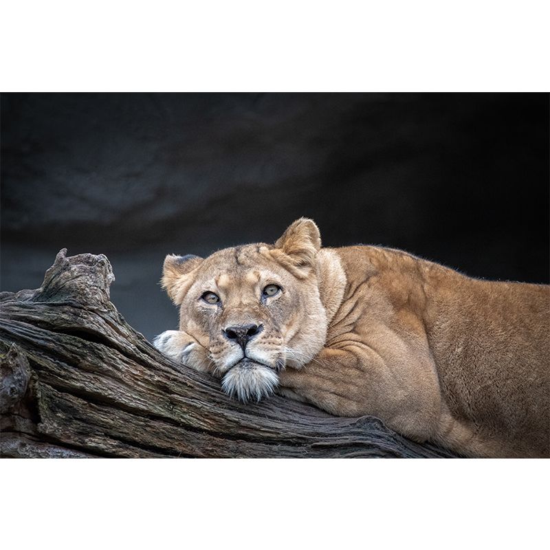 Lifelike Lion Wall Mural Decal for Sitting Room Stain Resistant, Custom Size Available