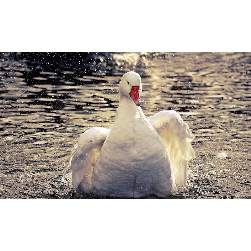 Customized Goose Wall Mural Contemporary Photography for Bedroom Living Room